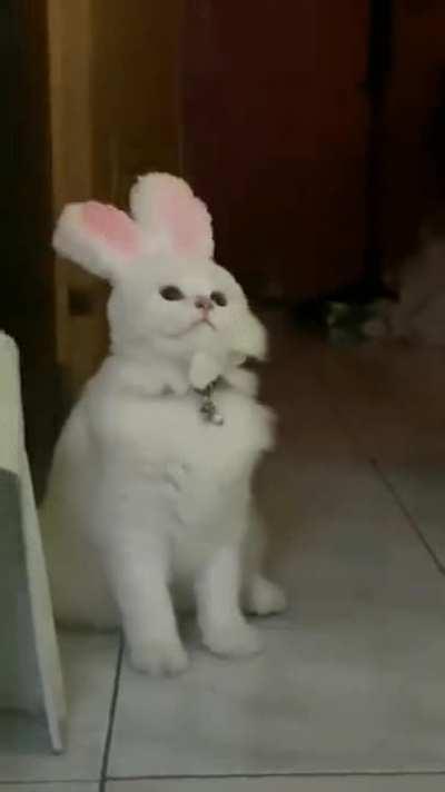 The Easter Kitty