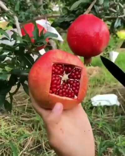 slicing a pomegranate