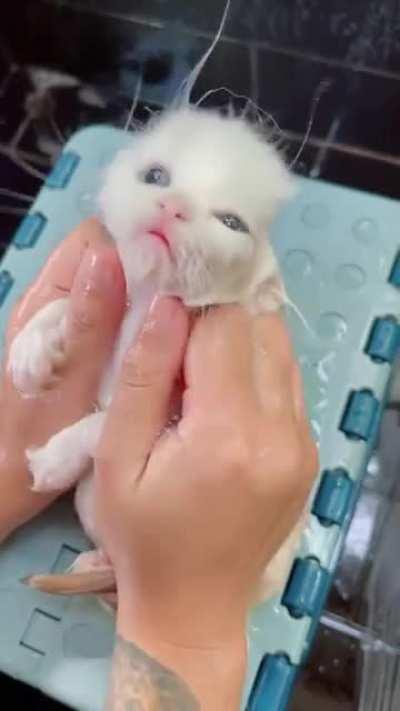 A Little Bath For The Cat 😸😍