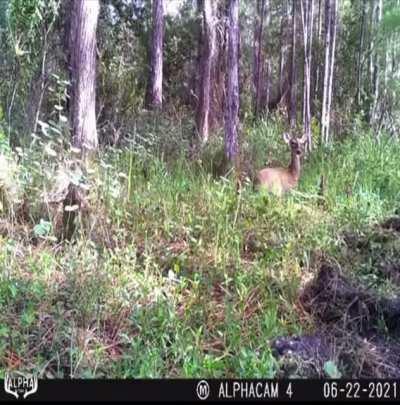 Fawn gets the “zoomies” as mother takes a rest