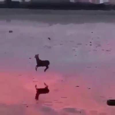 🔥 A deer prancing through a low tide in the early evening 🔥