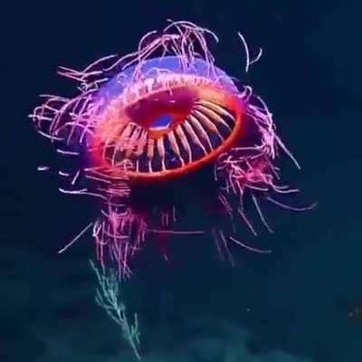 Rare deep ocean jellyfish looks like incredible firework..