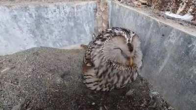 This mother owl seems very happy comforting her egg