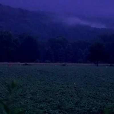 Field at night covered with fireflies.