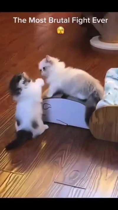 Brutal Cat Fight.