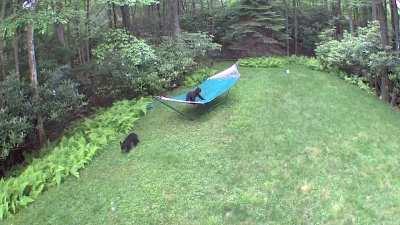 My yard has turned into a Baby Bear Day Care apparently.