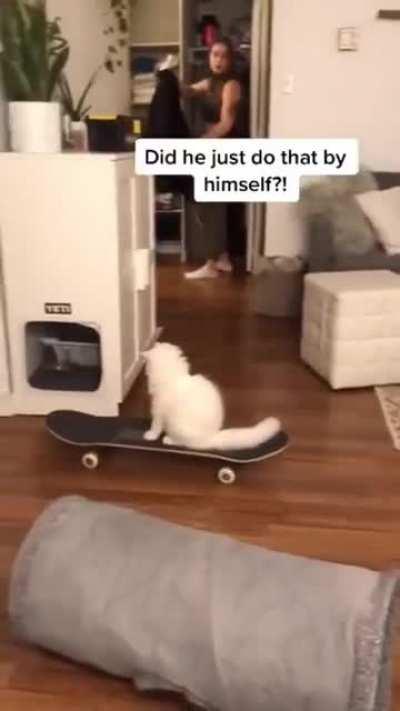 Cat learns to skateboard...