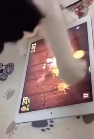 Just a cat playing fruit ninja