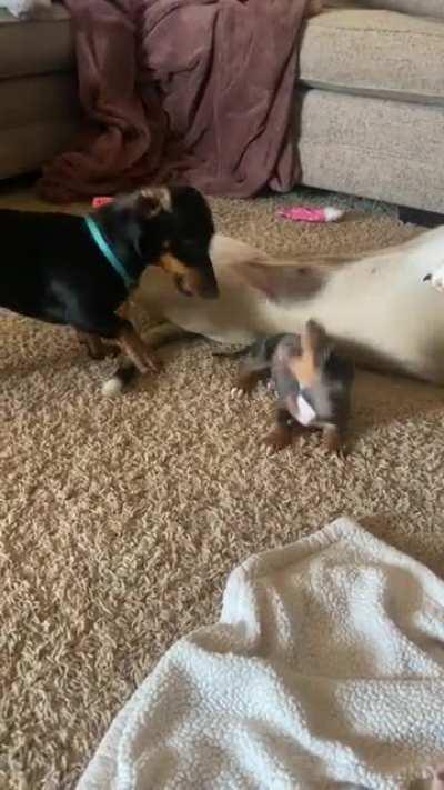 Mom and puppy have discussion while other dog chills upside down