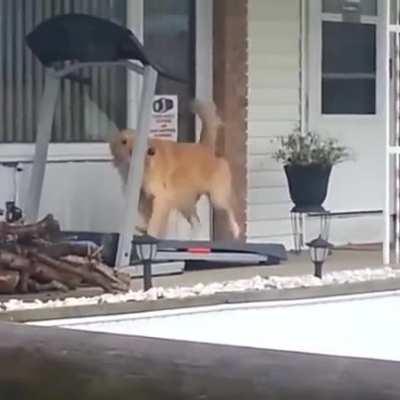 A good boy taking himself for a walk while it's raining