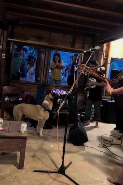 This dog sang with the band and delighted the audience and the band