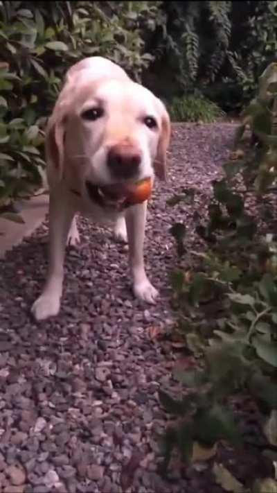 Dog picks a tomato from the garden and eats it