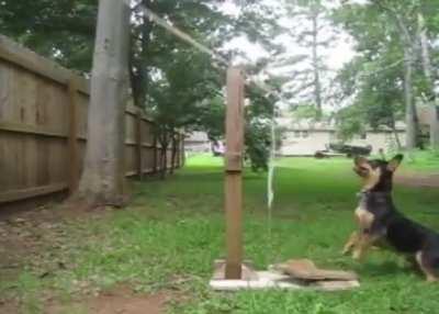 Doggo loves his Trebuchet