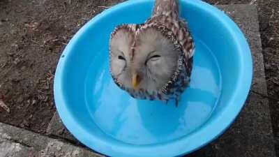 Just a happy owl drinking water