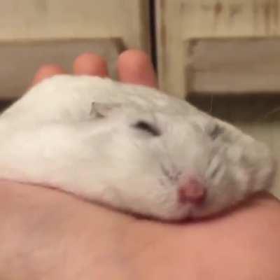 Super relaxed hamster