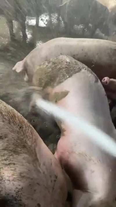 Giving piggies a bath