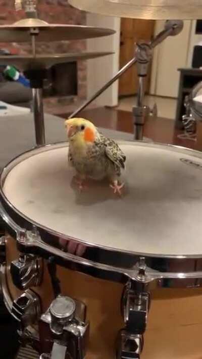 Birb learning to play the drums