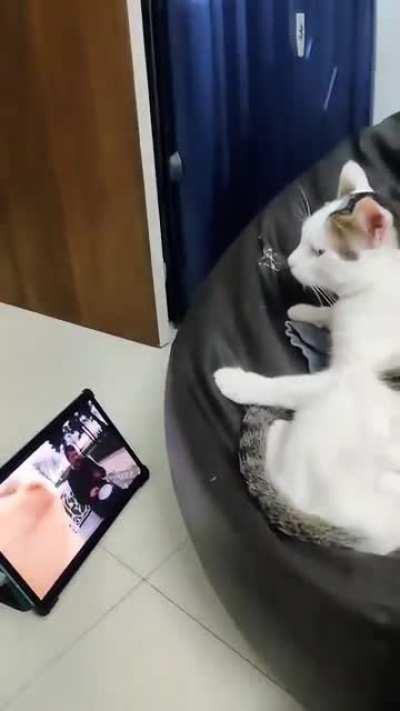 My friend's cat vibing to Ievan Polkka is wholesome <3