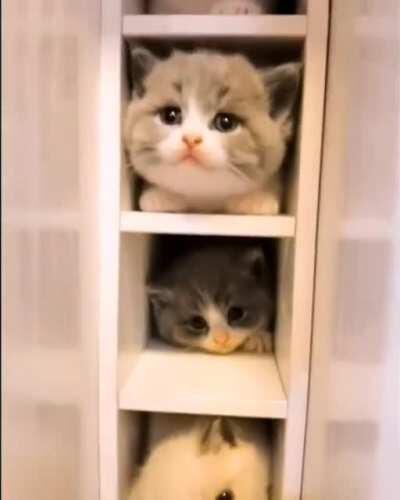 It is said that if you don't clean the cupboards, they will grow cats.