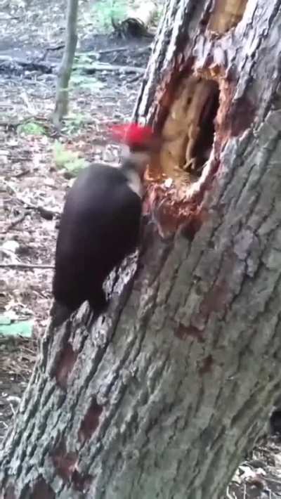 Do woodpeckers get headaches?