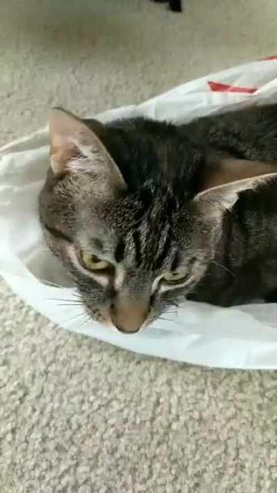 my cat defending her bag fort with her mighty yell