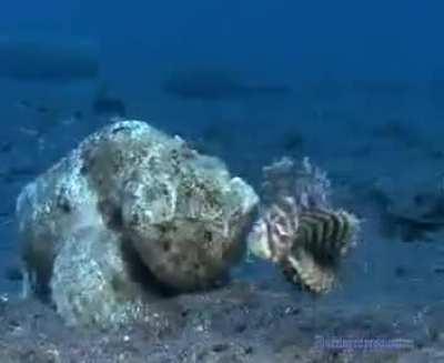 [X-post from r/HardcoreNature] Humpback Scorpionfish devours a Lionfish