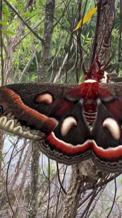 🔥 The massive Hyalophora cecropia, the largest moths found in North America. And yes, they're dancing the mattress mambo 🔥