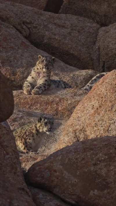 Daily snow leopards - Day 817