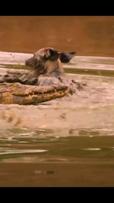 An Alligator snatches an African Wild Dog