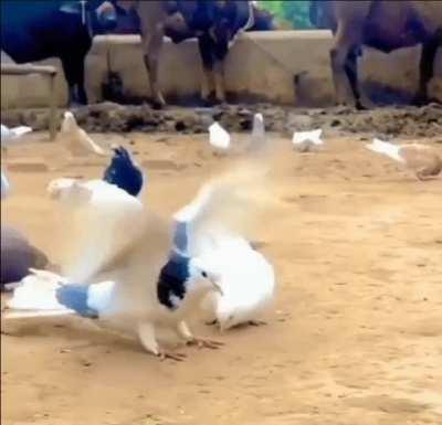 Bird doing backflip