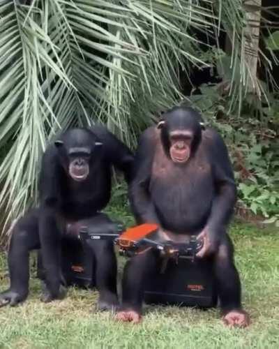 human make technology to destroy, Ape take technology and make it to enjoy