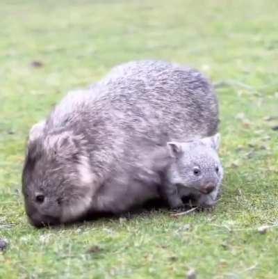 Wombating around: mom enjoys the grass and baby wombat isn’t quite sure yet about all that “outside” stuff