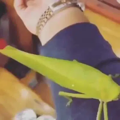 🐦🔊