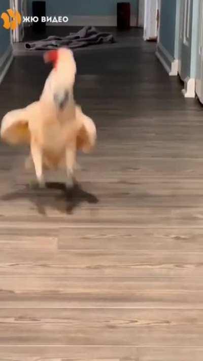 Funny cockatoo jumping