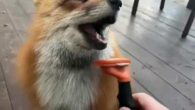 The fox gets great pleasure from combing the fur