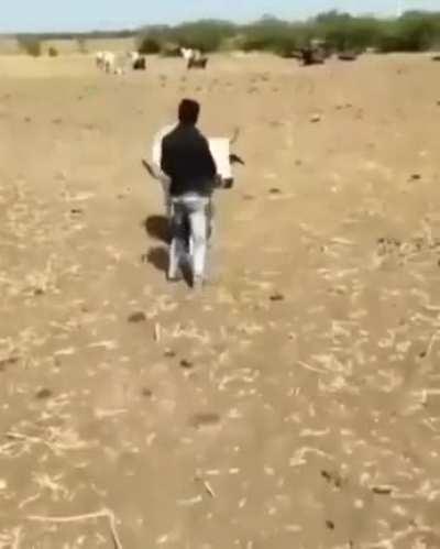 An ox protects his owner from attackers