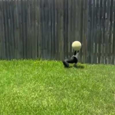 Dog masters balancing a ball on his head like a pro