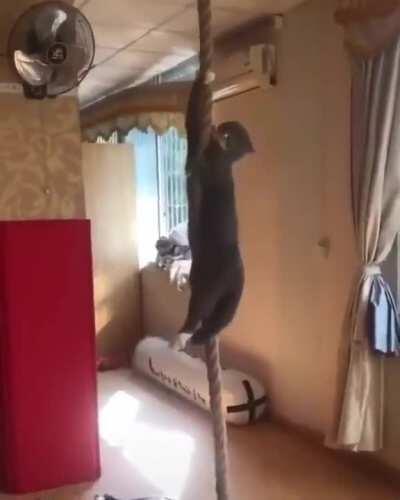 Cat climbs down rope