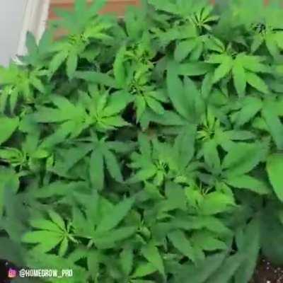 Cannabis time lapse