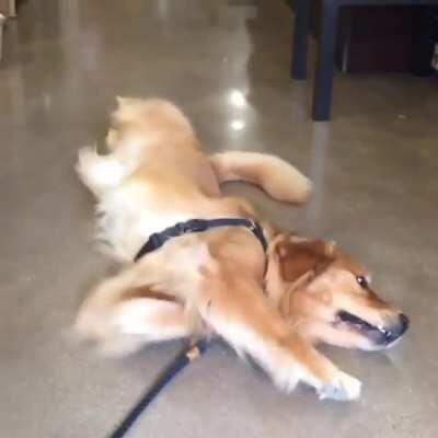 This boy being forced to leave the pet store