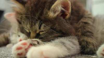 Sleepy kittens. kitten beans 💕