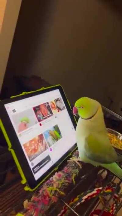 Parrots are intelligent to understand the touchscreen interface, and they prefer watching parrot videos..