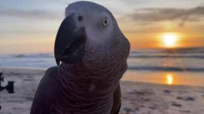 Strange noises at the beach at sunrise (alien ray gun?)