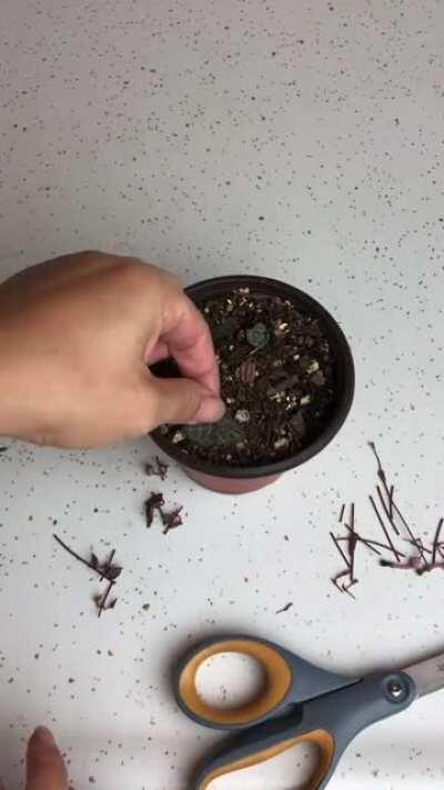 Plant Experiment Monday—“Butterflying” Propagation Method for String of Hearts