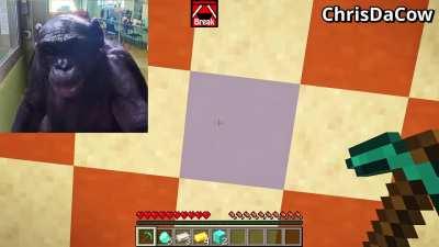 I Taught an Ape to Play Minecraft and this happened...