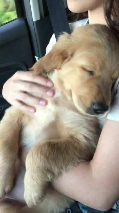 My sweet puppy sleeping in my girlfriend's arms while listening to country music 😍