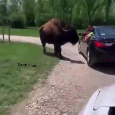 HMFT after I get idiotically close to a bison