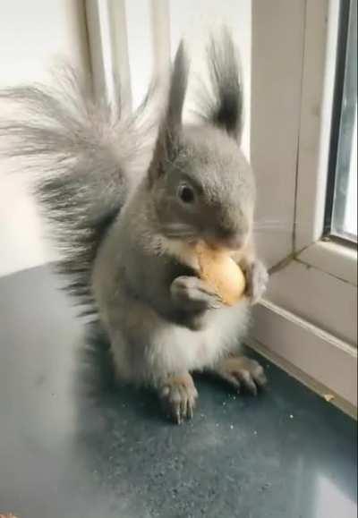 Albert’s squirrel, confidently coming to trade dried seeds for some nuts… super cute.