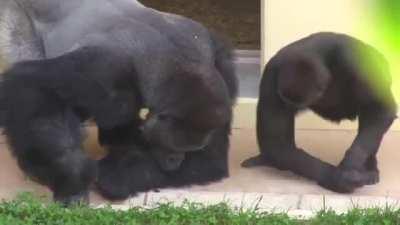 Silverback and his son, calmly observe a caterpillar.