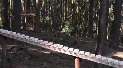 A ball rolling down a massive xylophone plays Bach's “Jesu, Joy of Man's Desiring” in a forest in Kyushu, Japan